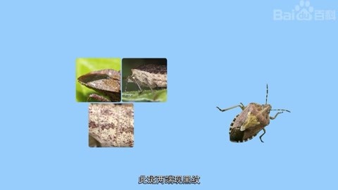 注意：桑叶上的水或者灰尘都需要用抹布擦干