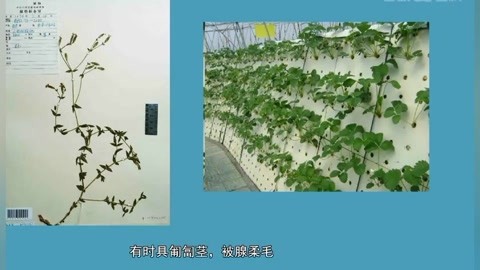 防止饲料长霉点；不要让蚕接触到家庭用各种杀虫驱蚊蝇剂、香水、樟脑、烟味等各种气味浓烈的东西