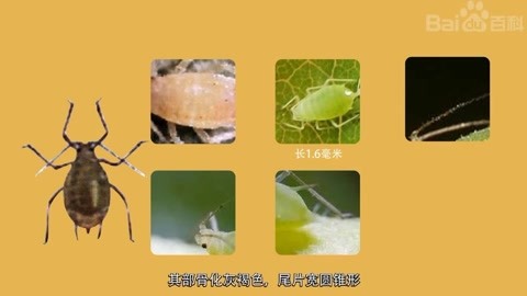 可以用纸折些小格子