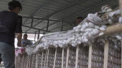 他介绍道：“里高镇首批蚕茧收购工作已基本完