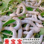 <b>平均每天要销售5000斤桑叶</b>