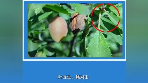 怀揣着对诗歌意境的理解和对美的感知